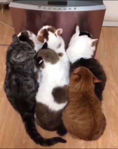 They can't live without warmth for a minute.