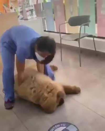 Лось не хочет купаться