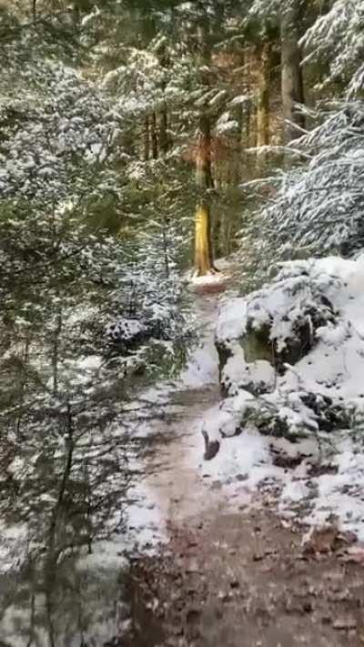 The German Black Forest. 🌲❄️