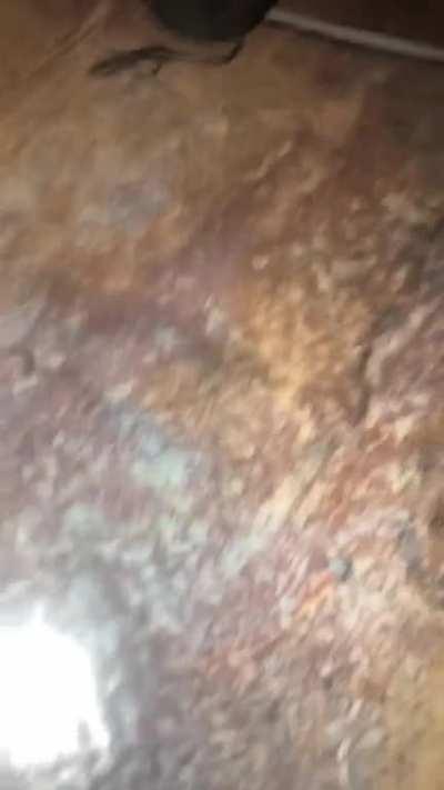 it&rsquo;s not a SCREAM scream but here&rsquo;s my dog making friends