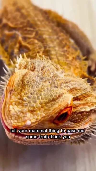 bearded clam
