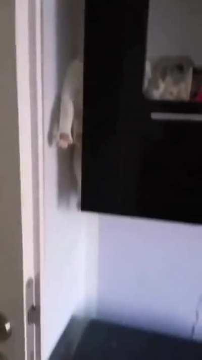 When r/TightPussy and r/CatsareLiquid collide...