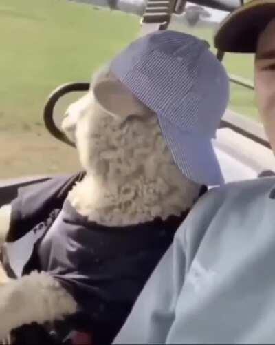 admin fachero, no molestar