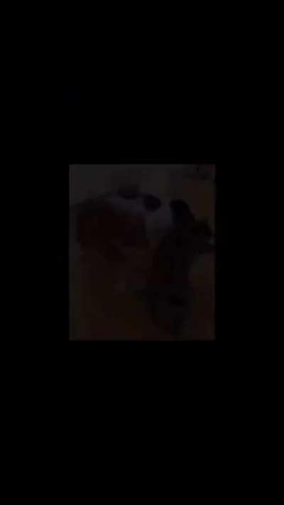 iamiamiamsavingr/ihaveihaveihavewunkus