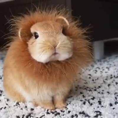 BunnyLion 🦁