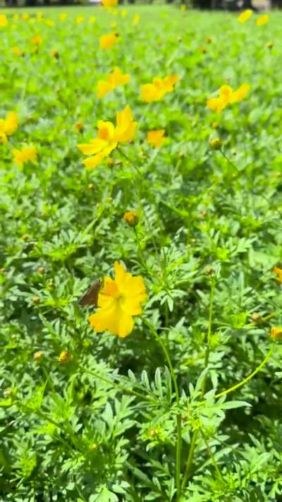 Butterflies on Cosmos in Hamarikyu Gardens, Tokyo