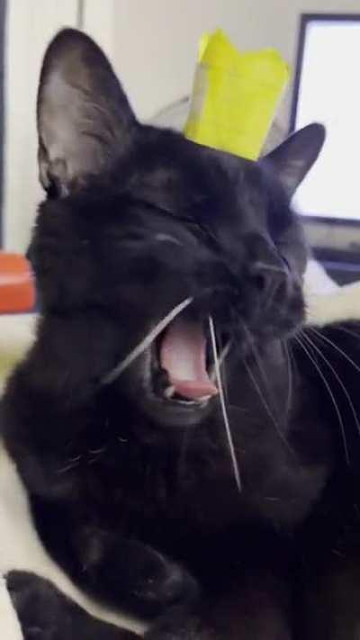 Yawns are the best time to see Teefies 😸