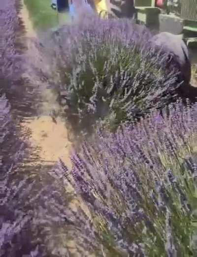 Harvesting lavender