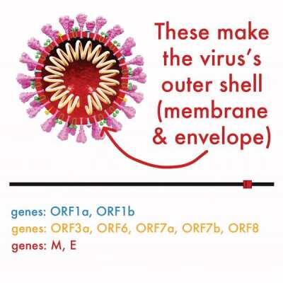 An ELI5 breakdown of the COVID-19 genetic code