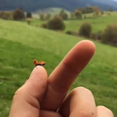 Cleared For Takeoff.