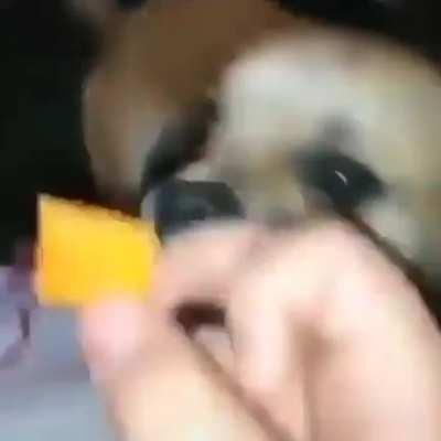 Who else would like a Cheez-it?