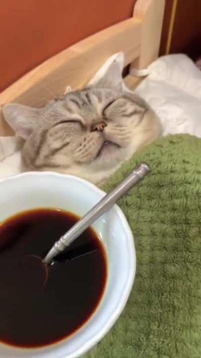 The cat looks so funny, ha ha ha