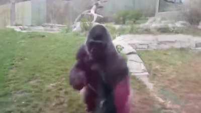 Don't pound your chest in front of a gorilla