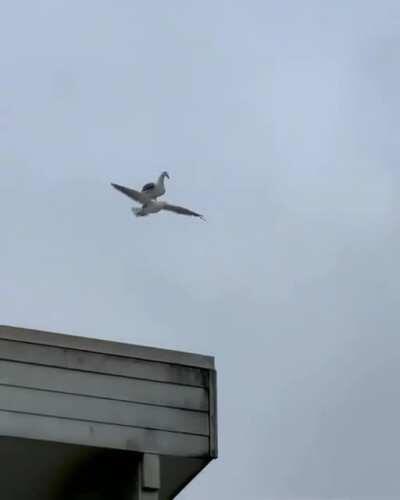 eremika when mikasa finally dies