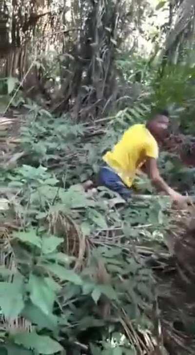 Blue macaw with yellow chest. Leaving the nest and learning to fly for the first time.