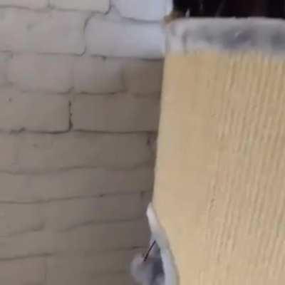 The four horsemen of the apocalypse