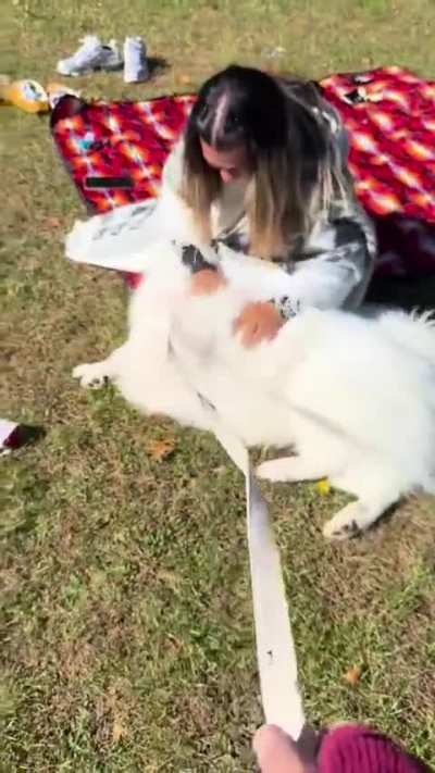 Meet Khaleesi, spreading fluff and love to everyone she meets! 🐩💕