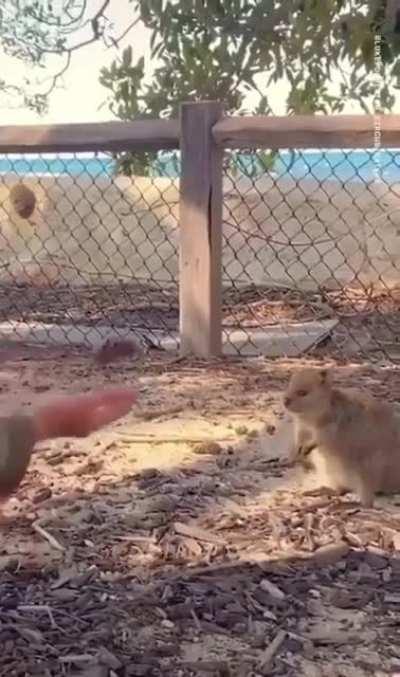 Quokkas are adorable