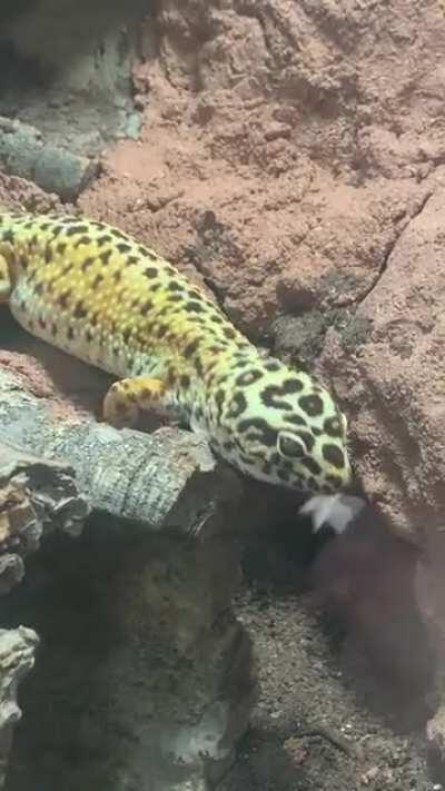 How they’ve survived as a species completely baffles me... (he was fine after this)