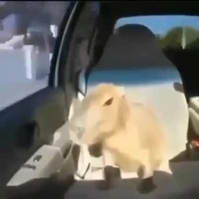 Nothing to see here, just a vibing capybara