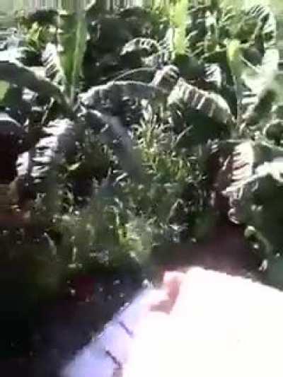 What could go wrong if I ‘hang glide’ from our roof.