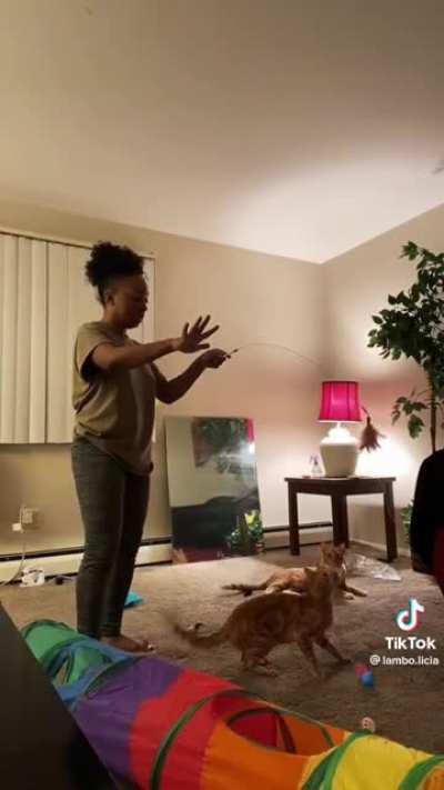 Orange cats are just built different