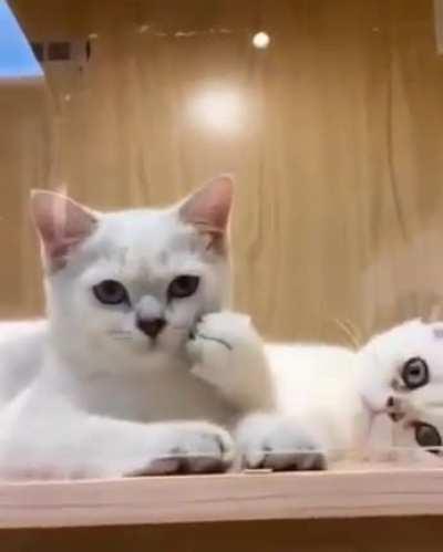 I thought he was scratching himself until...