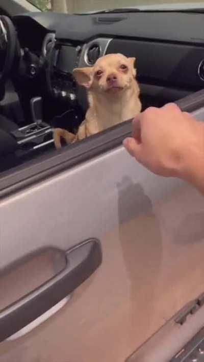 No matter the situation if you see a friendly pup you must give it pets.