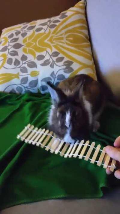 Pure adorable comedy