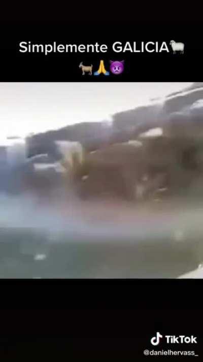 SIMPLEMENTE GALLEGOS