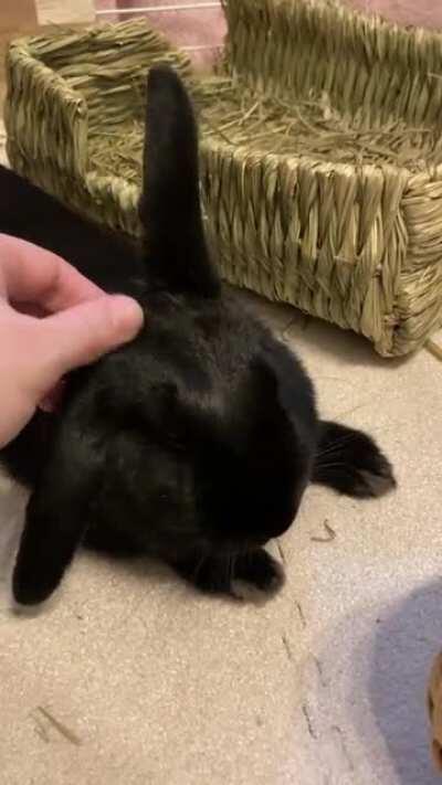 Does anyone else’s lop have one ear that stays up and one that doesn’t? Her left ear can always be put into the locked and upright position, but her right one can’t 😆