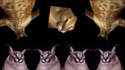 1 dakika 5 saniye ve 4 salise boyunca floppa dans