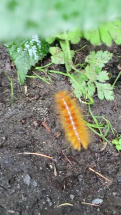 Subhanallah, I still can’t believe this is real