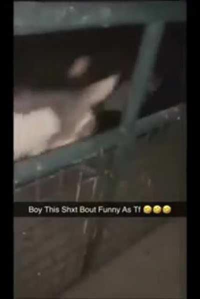 Boys fucking around and learning who the real jackass is