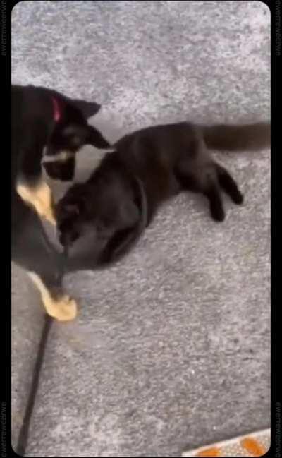 Puppy and cat become best friends