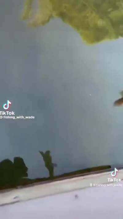 North Carolina fisherman tries to respect wildlife challenge (impossible)