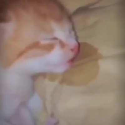 WTF un gato viendo como el cristian juega cualquier juego