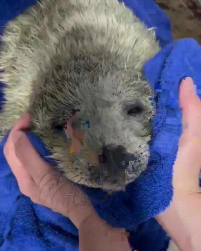 seal heals everything and seal makes you find your partner.