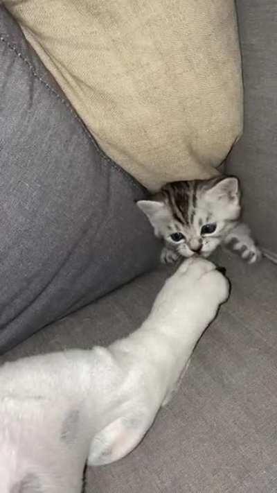 Hitcat sneak attacking the victim
