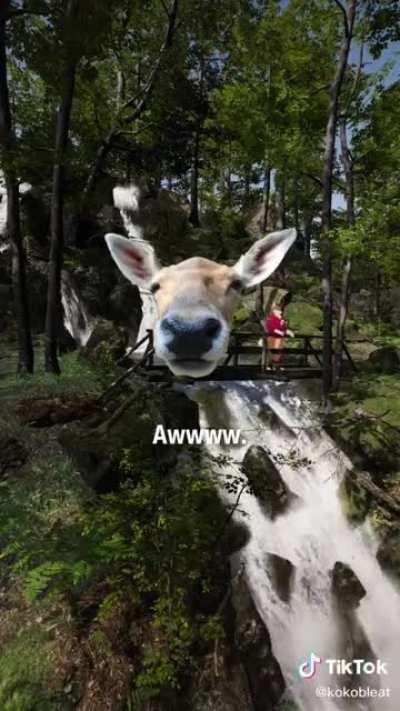 Deer_irl