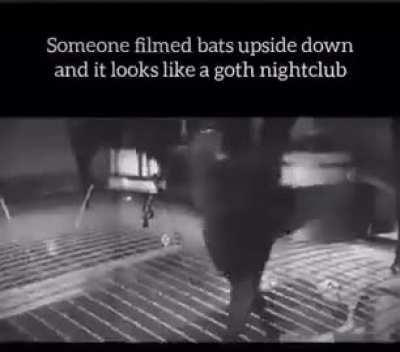 Moldy bat club