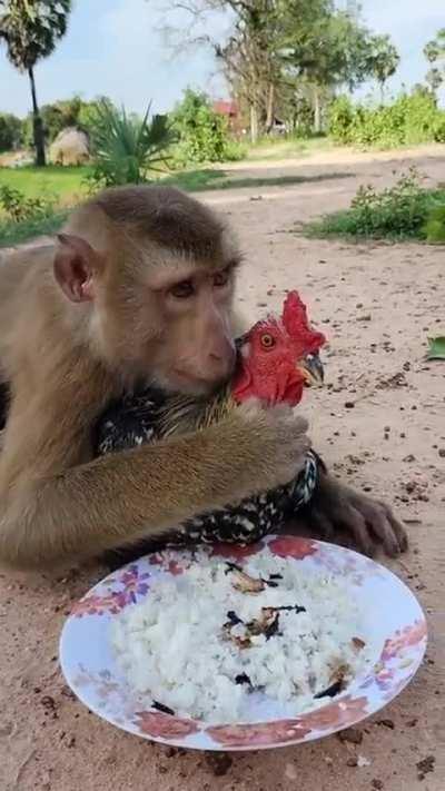 Monke W Friend🐓💪🏻❗