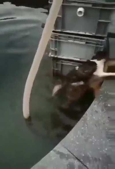 Dogs are the best Smiling face with heart-shaped eyes!