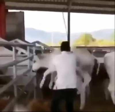 Cows are affectionate and forgiving. WCGW being a jerk to cows..