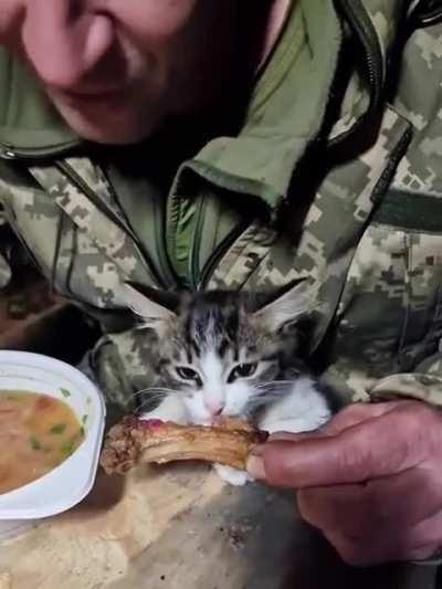 Cats in the Armed Forces of Ukraine