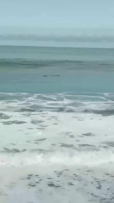 It’s just a driftwood..