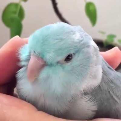 sleepybirb