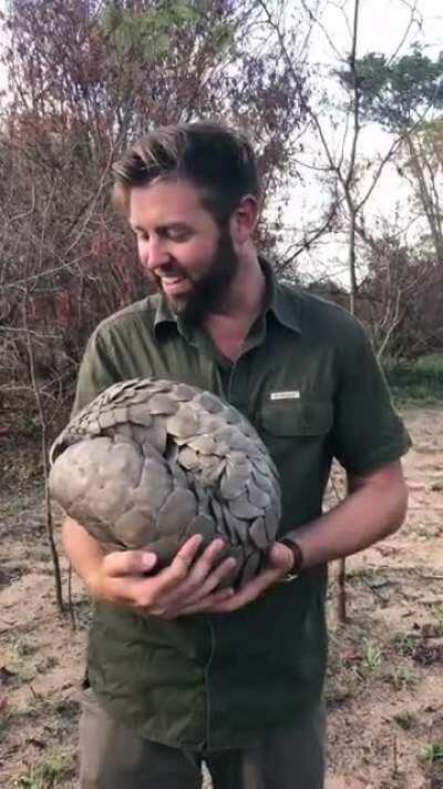 The forbidden artichoke