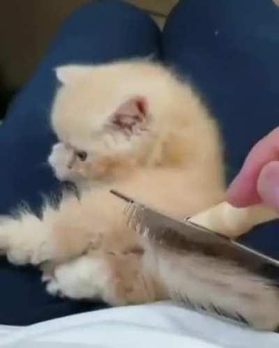Illegally smol brushies