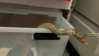 First time trying some quail and rabbit links.